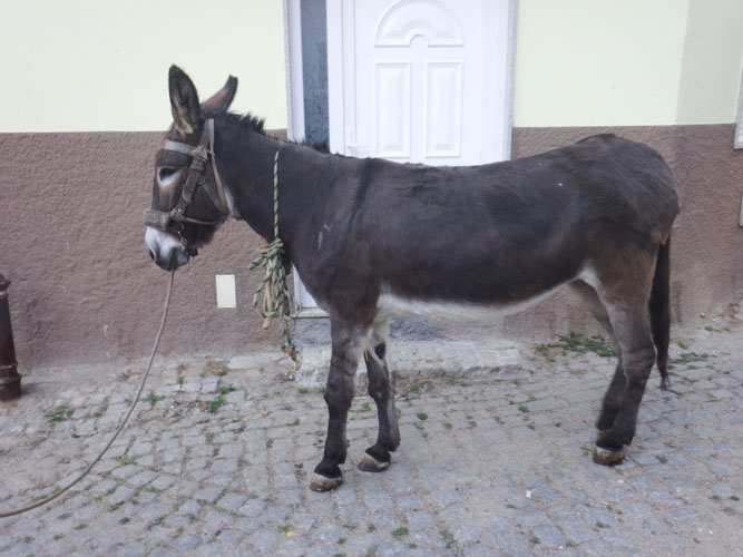 Donkey in the Portugal bikepacking